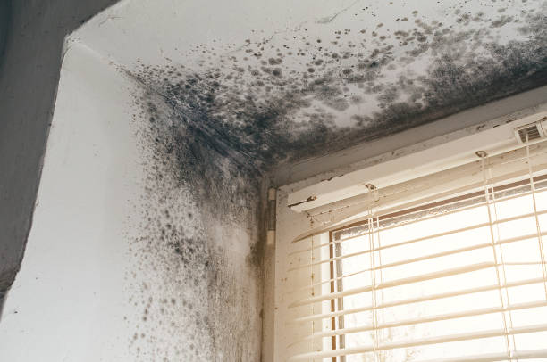 Affordable Crawl Space Mold Remediation solutions in Belleville, MI