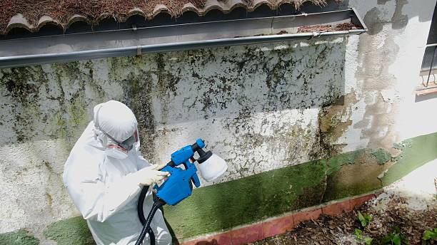 Top rated local Crawl Space Mold Remediation specialists in Belleville, MI
